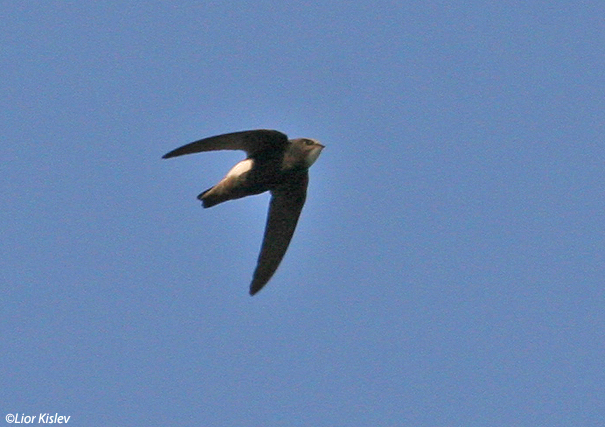  סיס  הגליל  Little Swift Apus affinis                                                  הבטיחה ,פברואר 2007.